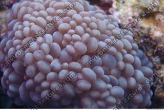Corals 0015